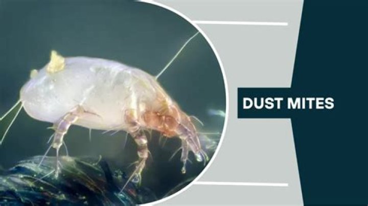 Can you test for dust mites?